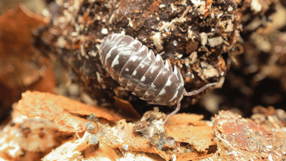 Isopod